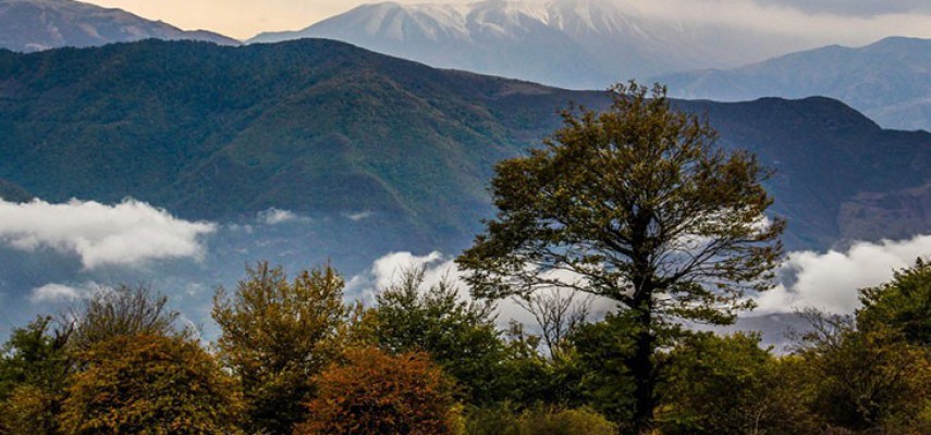 جنگل الیمستان