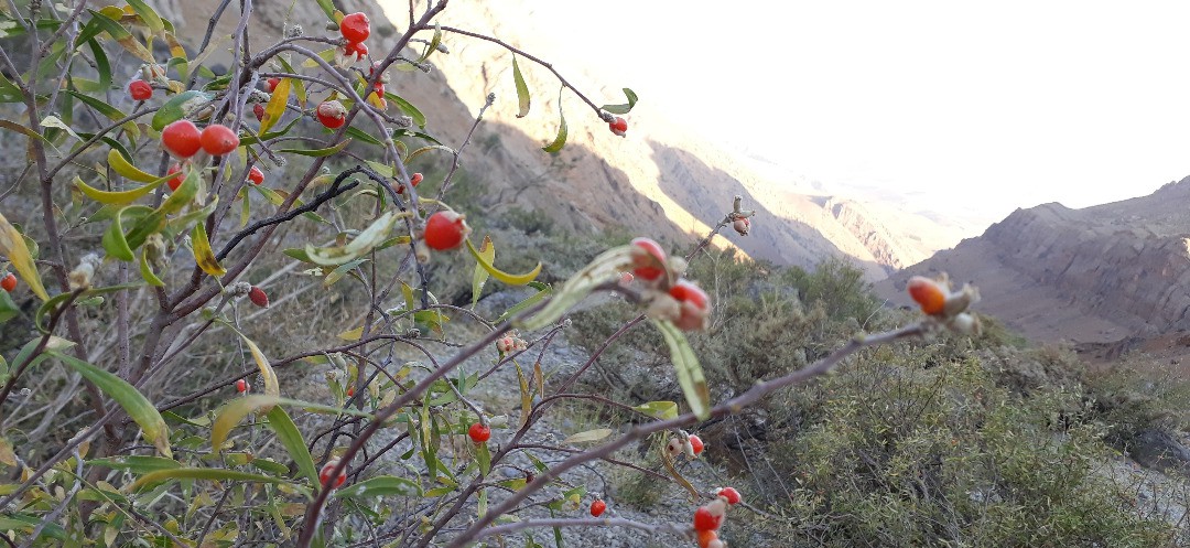 گزارش صعود قله سنبران از بیدستانه